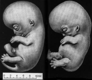 Comparaison de foetus de singe et d'humain